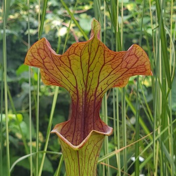 Sarracenia