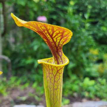 Sarracenia ornata | Carnifari