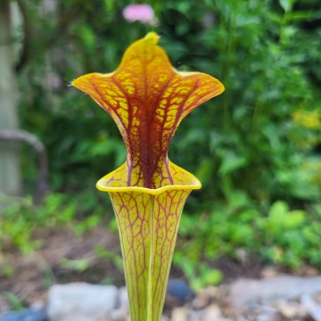 Sarracenia ornata | Carnifari