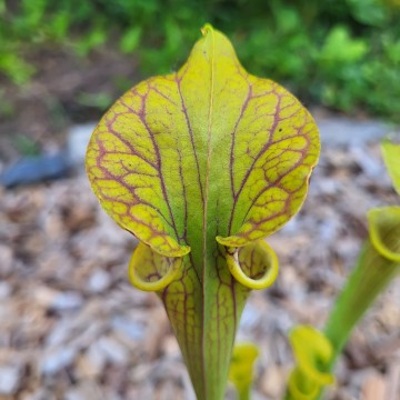 Sarracenia ornata | Carnifari