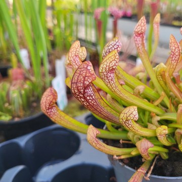 Scarlet Belle | | Carnifari