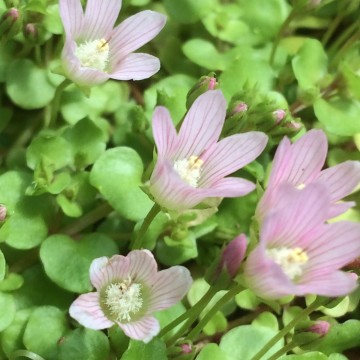 Anagallis tenella   carnifari