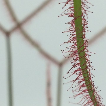 Binata detail   carnifari