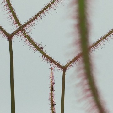 Binata detail2   carnifari 0