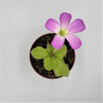Carnifari   pinguicula 1