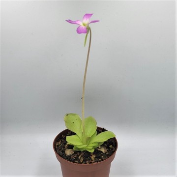 Carnifari   pinguicula 2