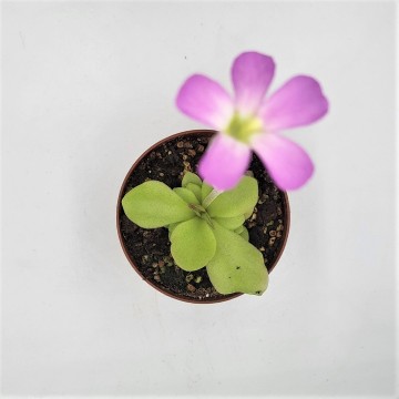 Carnifari   pinguicula