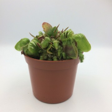 Cephalotus   carnifari