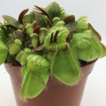 Cephalotus detail   carnifari