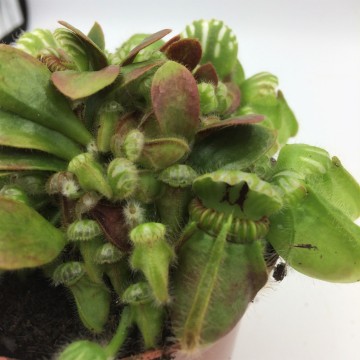Cephalotus detail 2   carnifari