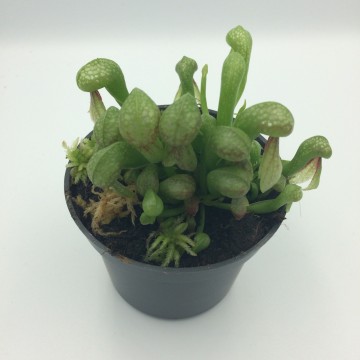 Darlintonia   carnifari 2