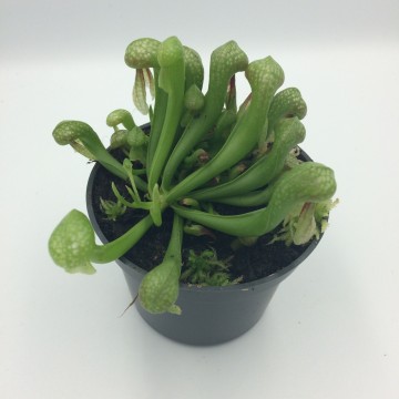 Darlintonia   carnifari 3