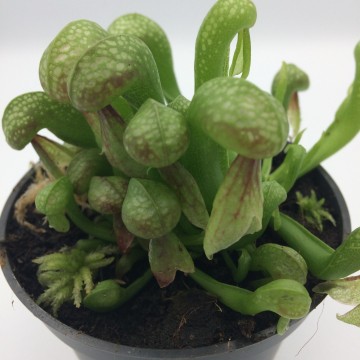 Darlintonia   carnifari 4