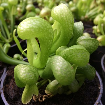 Darlintonia   carnifari 5