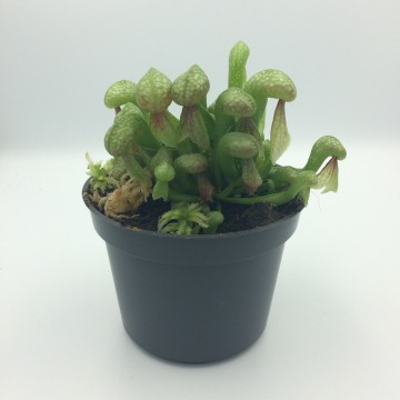 Darlintonia   carnifari