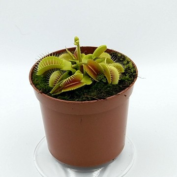 Dionae muscipula carnifari