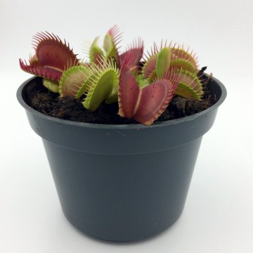 Dionaea   carnifari