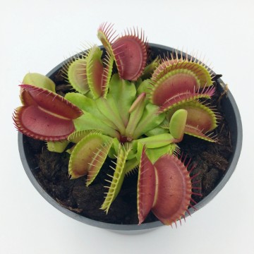 Dionaea detail   carnifari