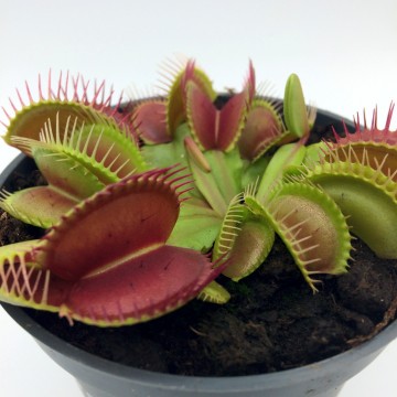 Dionaea detail1   carnifari