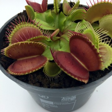 Dionaea detail2   carnifari