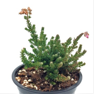 Dopheide   carnifari