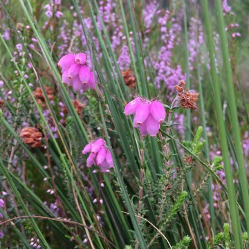 Dopheide natuurlijk habitat   carnifari