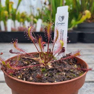 Drosera anglica   carnifari 2