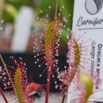 Drosera anglica   carnifari 3