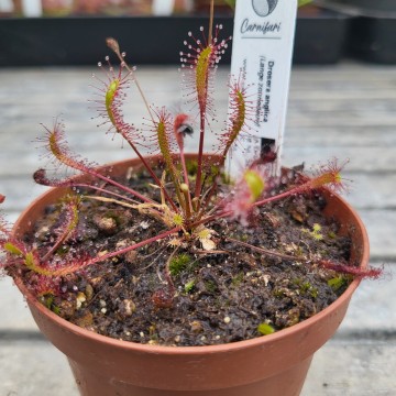 Drosera anglica   carnifari
