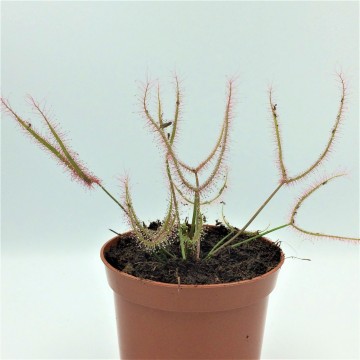 Drosera binata   carnifari