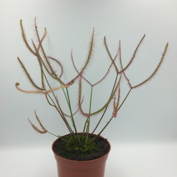 Drosera binata