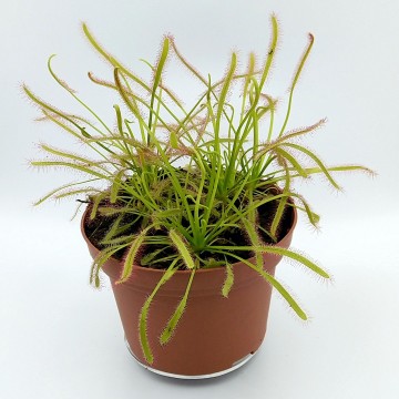 Drosera capensis   carnifari