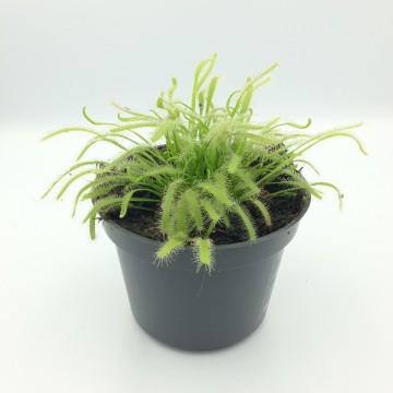 Drosera capensis alba   carnifari