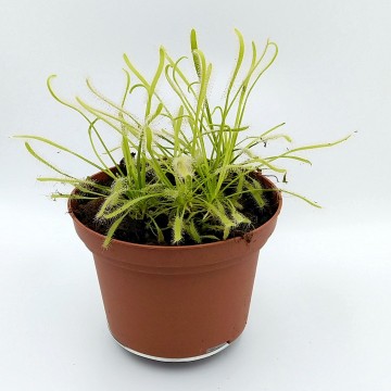 Drosera capensis alba   carnifarinl