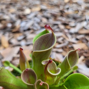 Heliamphora   carnifari 2