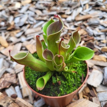 Heliamphora   carnifari 3