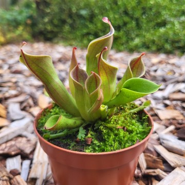 Heliamphora   carnifari