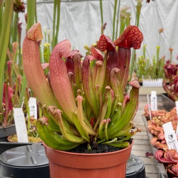 Sarracenia Maroon | Carnifari
