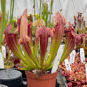Sarracenia Fiona | Carnifari