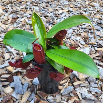 Nepenthes bloody mari   carnifari