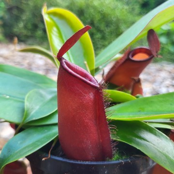 Nepenthes bloody mary   carnifari 2