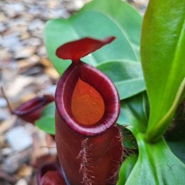 Nepenthes bloody mary   carnifari 3