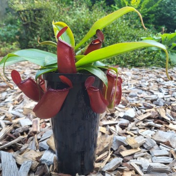 Nepenthes bloody mary   carnifari