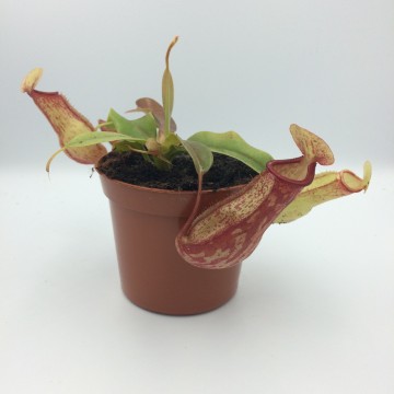 Nepenthes gaya   carnifari 0