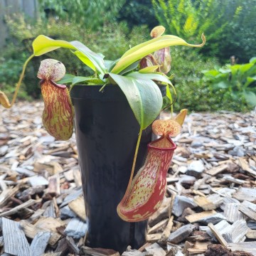 Nepenthes gaya   carnifari 2