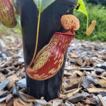 Nepenthes gaya   carnifari 3
