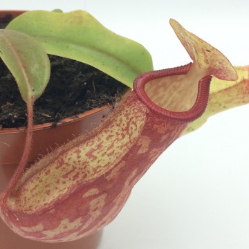 Nepenthes gaya   carnifari detail