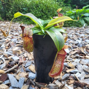 Nepenthes gaya   carnifari