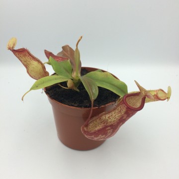 Nepenthes gaya 1   carnifari