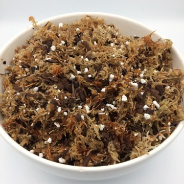 Nepenthes mix   carnifari